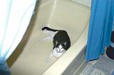 20031123_Kitty Kat_031